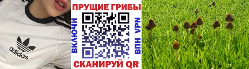 Псилоцибиновые грибы прущие грибы  блэк спрут сайт  Нальчик 